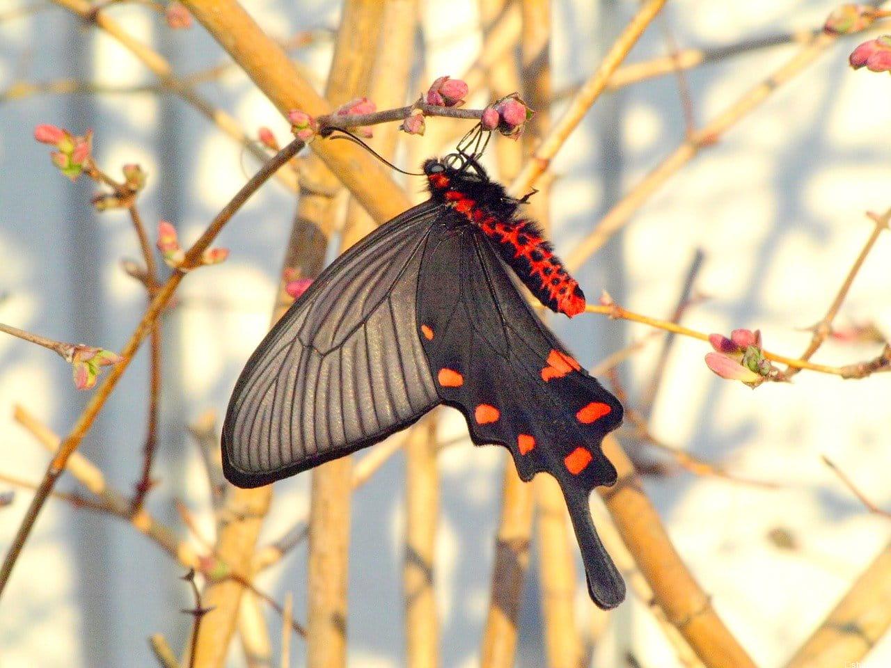 ジャコウアゲハ 胡蝶の杜
