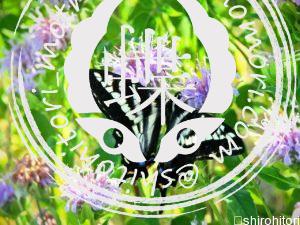 ウスイロトラフアゲハ ウスイロトラフアゲハ