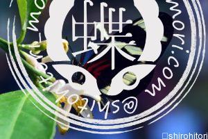 シロオビドクチョウ2