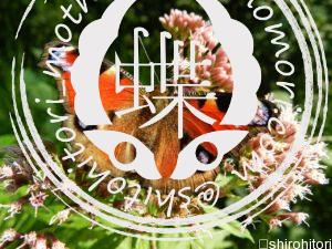 クジャクチョウ