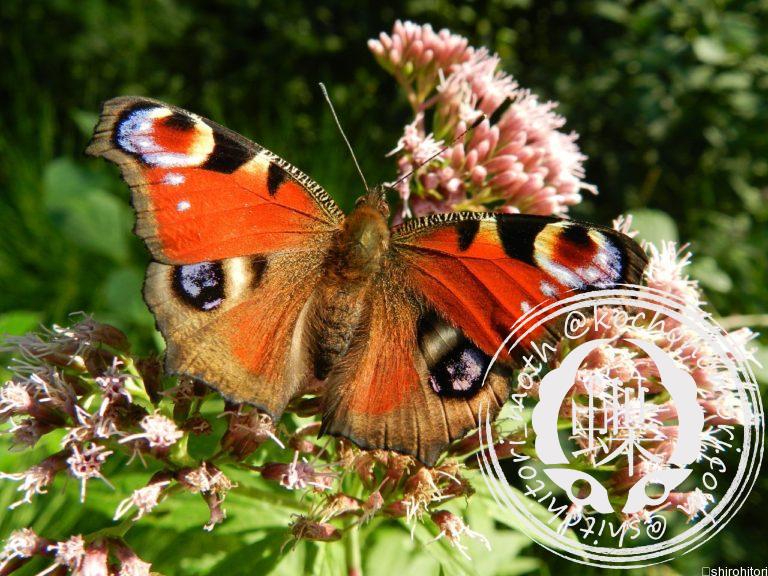 投稿についてもっと詳しく クジャクチョウ