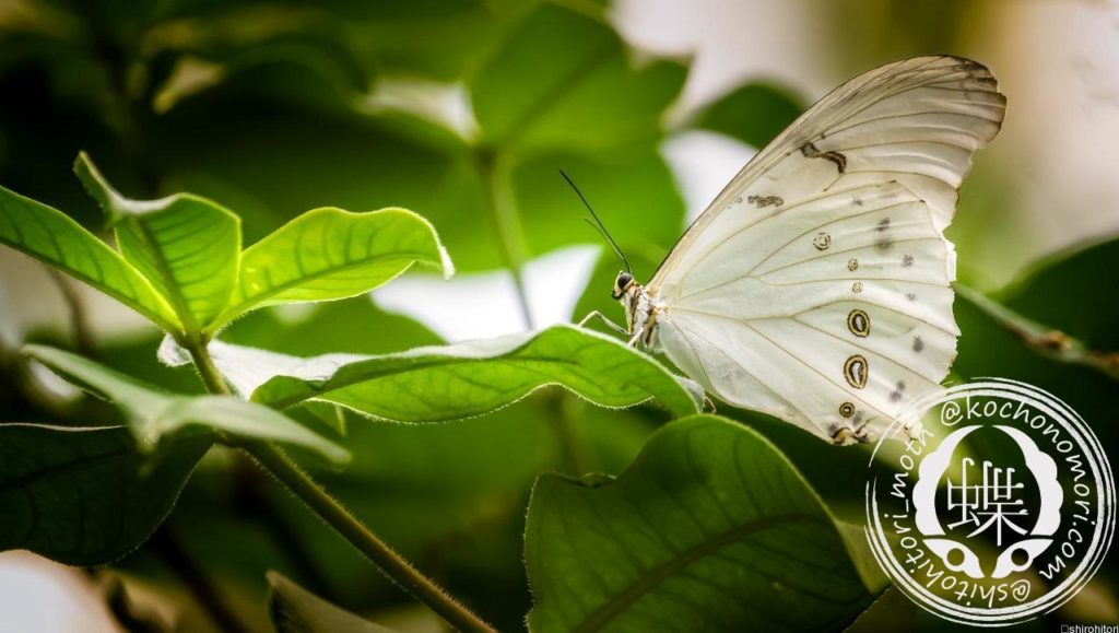 white butterfly perched on green leaf 1494637