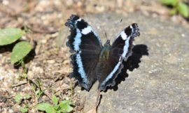 ルリタテハ - 胡蝶の杜