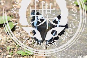 ルリタテハ ルリタテハ