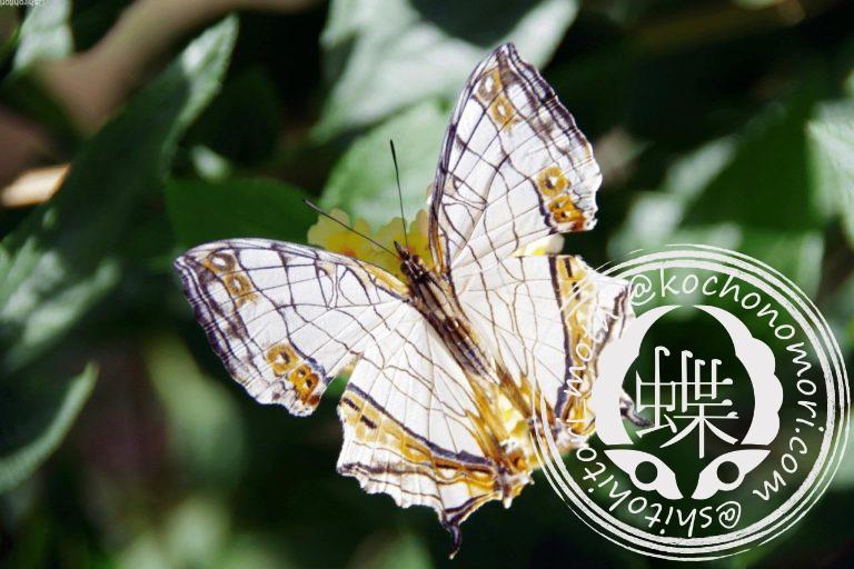 投稿についてもっと詳しく イシガケチョウ