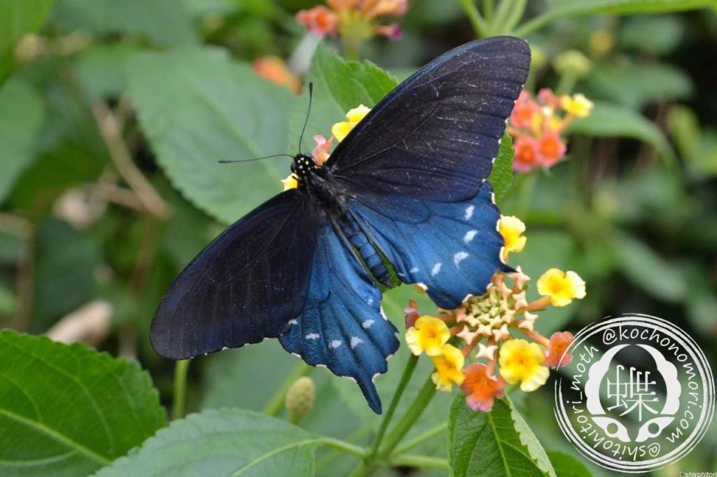 blue 979387 1280 min