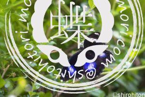 blue-moon-butterfly　青い月