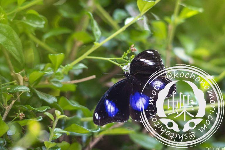 投稿についてもっと詳しく リュウキュウムラサキ