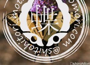 トラフアゲハ　オス