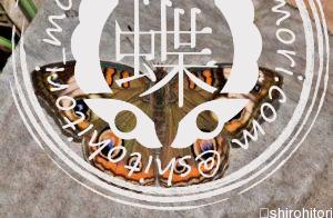 アメリカタテハモドキ アメリカタテハモドキ