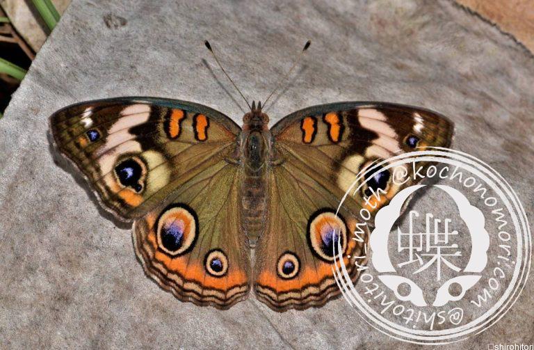 投稿についてもっと詳しく アメリカタテハモドキ