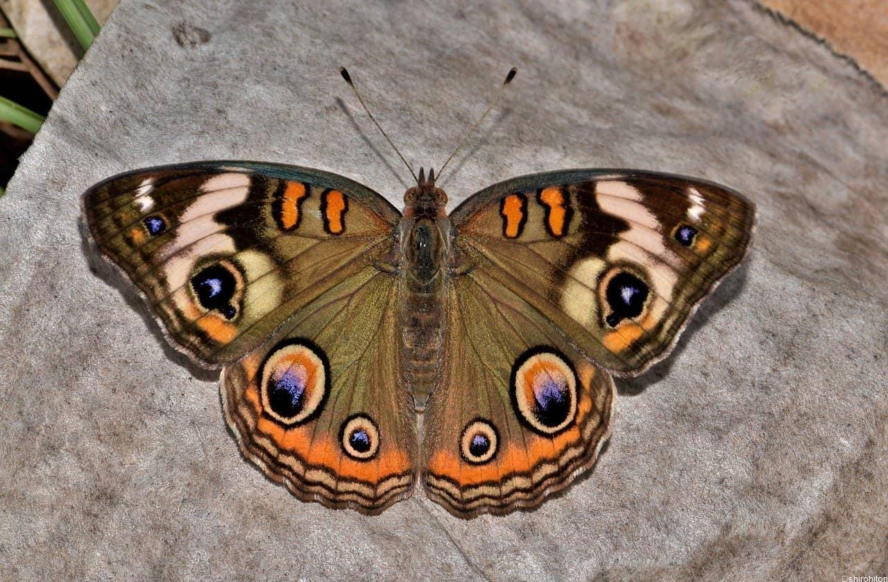 アメリカタテハモドキ 胡蝶の杜