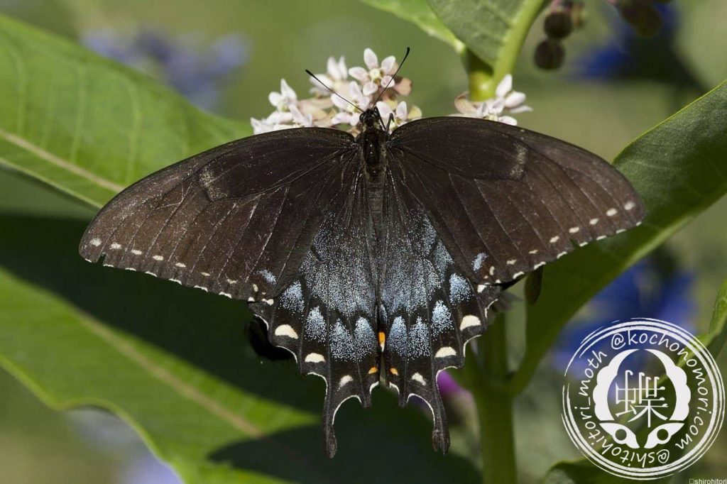 butterfly 1953251 1280 min