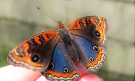 ナンベイタテハモドキ