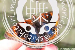 ナンベイタテハモドキ ナンベイタテハモドキ