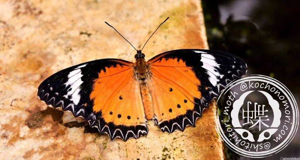 butterfly 3217329 1280 min