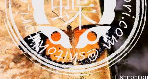 スンダハレギチョウ