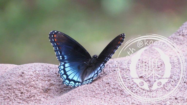 投稿についてもっと詳しく アメリカアオイチモンジ