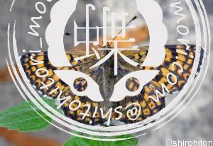 アトグロヒョウモンモドキ アトグロヒョウモンモドキ