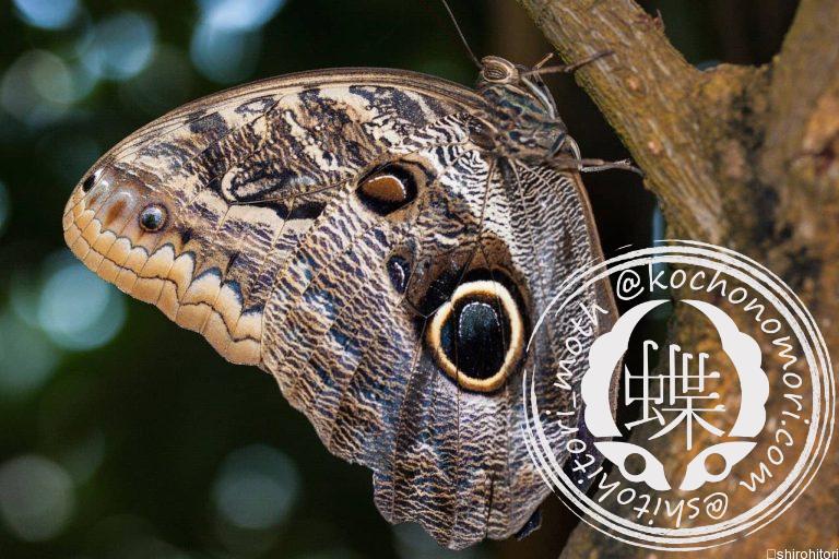 投稿についてもっと詳しく オオフクロウチョウ