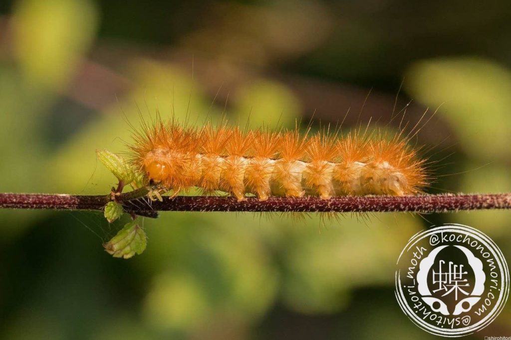 caterpillar 1659587 1280 min