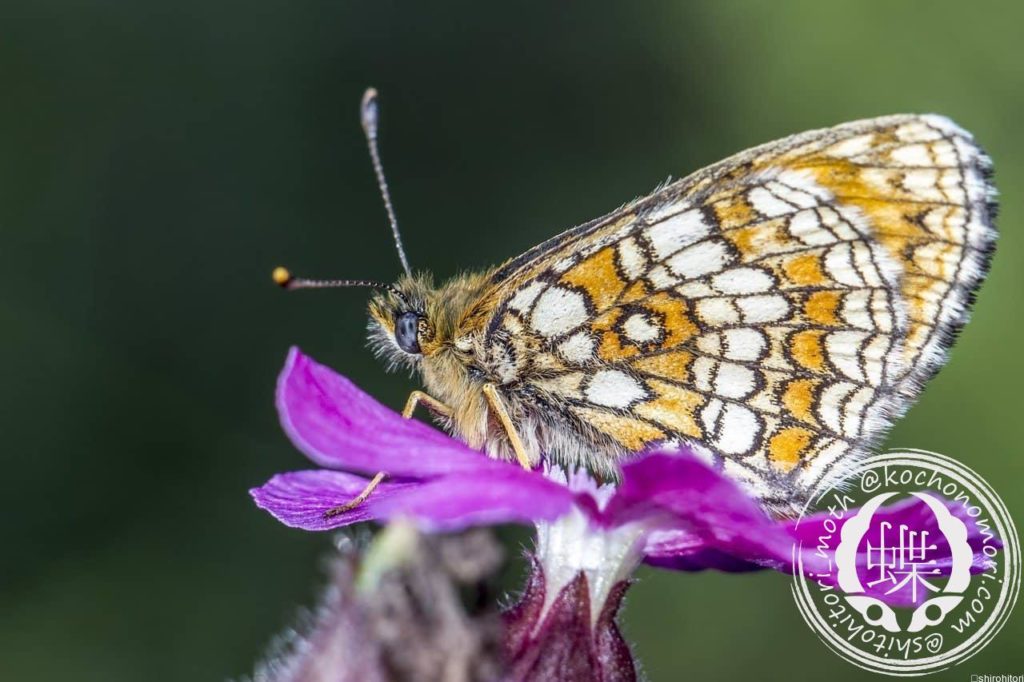glanville fritillary 4877108 1280 min