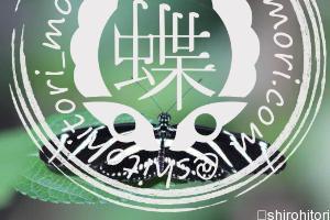 チャリトニアドクチョウ