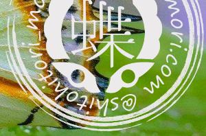 insects 2688952 1280 e1583373809433