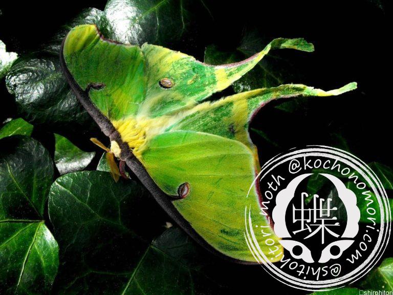 投稿についてもっと詳しく アメリカオオミズアオ