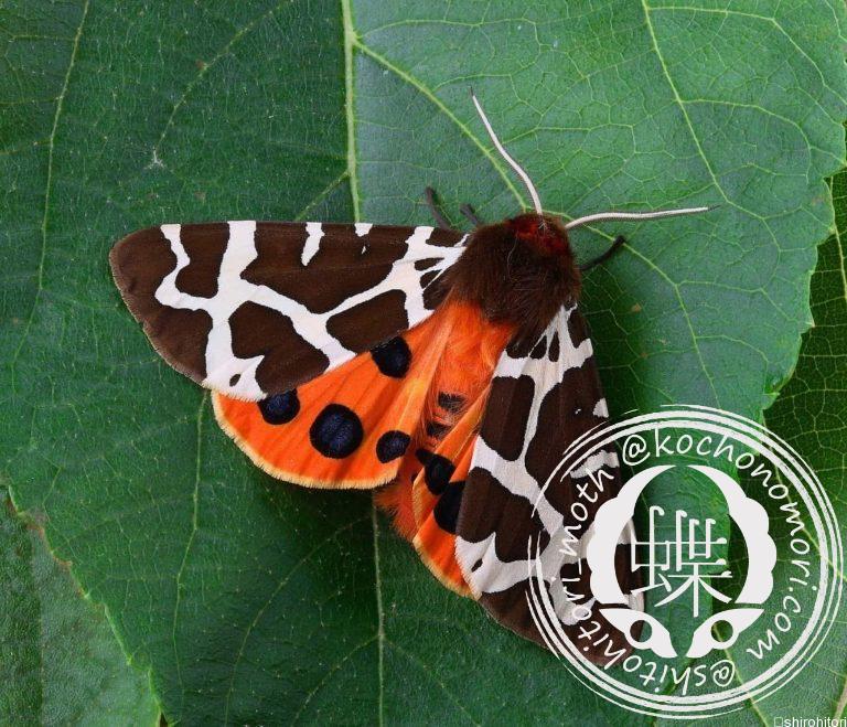 投稿についてもっと詳しく ヒトリガ