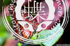 ベニハレギチョウ ベニハレギチョウ