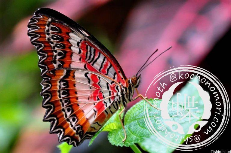 投稿についてもっと詳しく ベニハレギチョウ