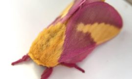 モモイロヤママユ