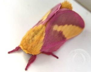 モモイロヤママユ モモイロヤママユ