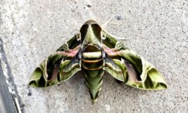 キョウチクトウスズメ