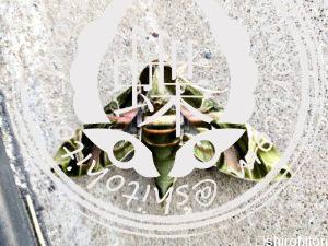 キョウチクトウスズメ キョウチクトウスズメ