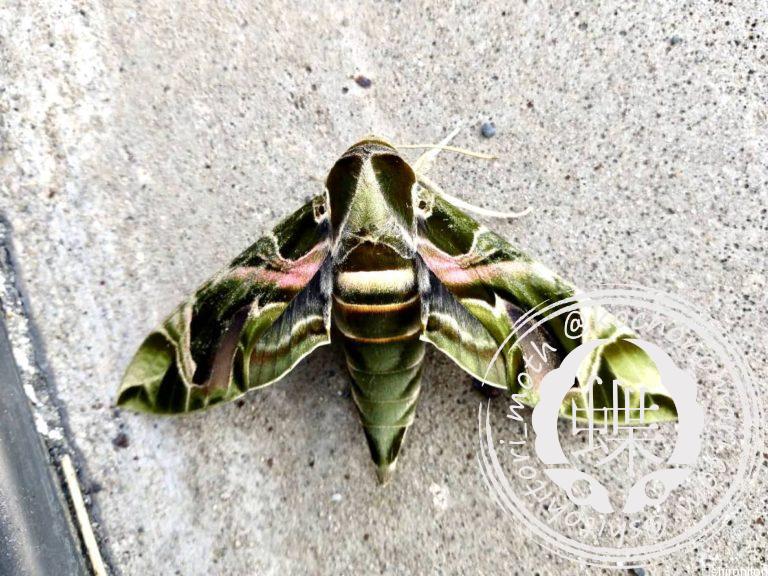 投稿についてもっと詳しく キョウチクトウスズメ