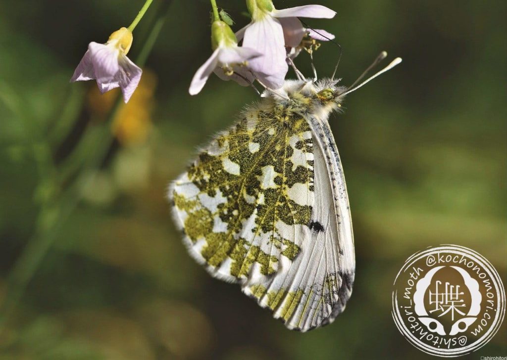 aurora butterfly 5078675 1280 min