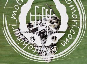 ノンネマイマイ