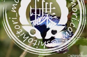 Hypolimnas salmacis サザナミムラサキ