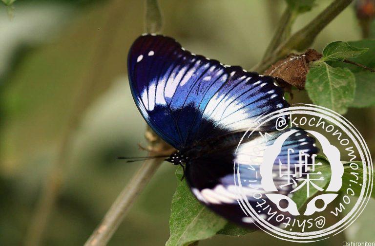 投稿についてもっと詳しく サザナミムラサキ