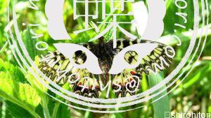 Zerynthia polyxena タイスアゲハ