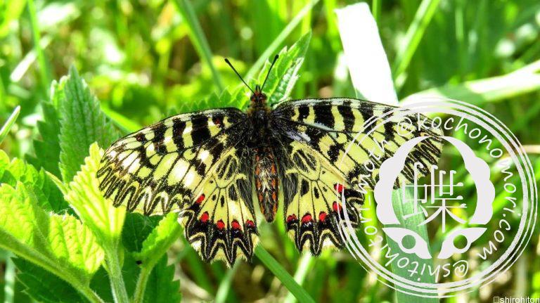 投稿についてもっと詳しく タイスアゲハ