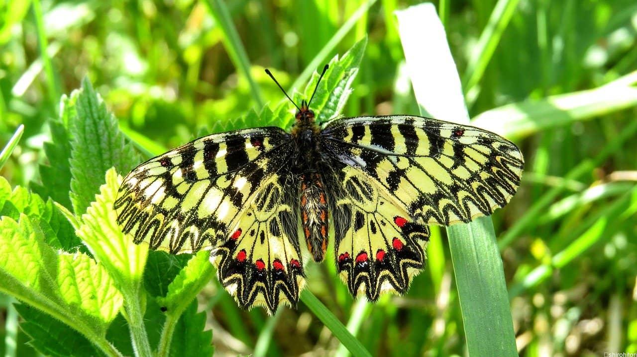 タイスアゲハ 胡蝶の杜