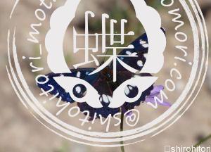 アオイチモンジ Limenitis reducta アオイチモンジ