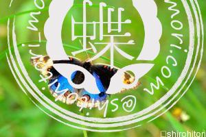 アオタテハモドキ