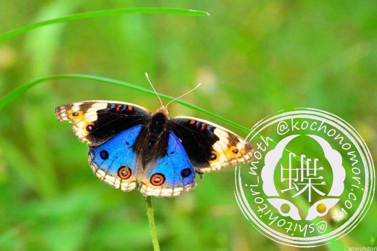 投稿についてもっと詳しく アオタテハモドキ