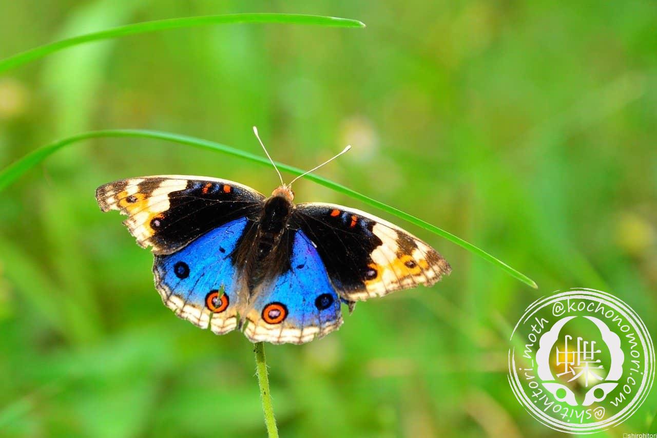 あなたが現在見ているのは アオタテハモドキ