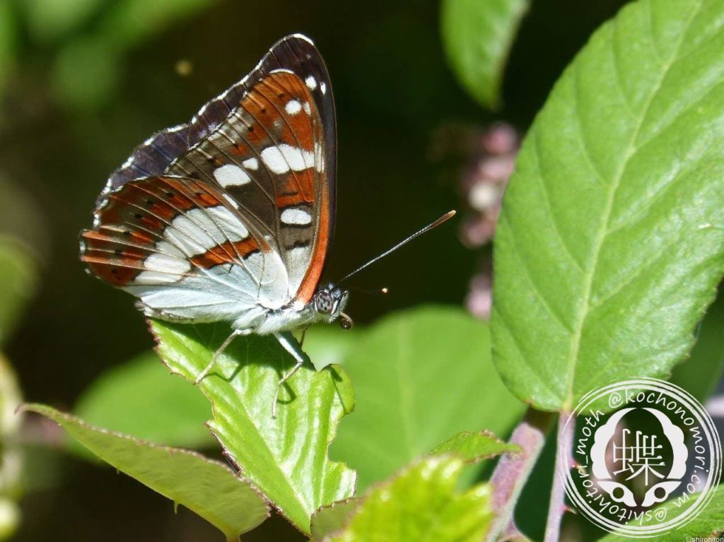 butterfly 3672793 1280 min