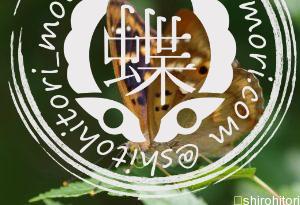 タイリクコムラサキ タイリクコムラサキ2